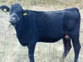 ялови крави за клане , снимка 6