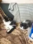 Подарявам малки котенца, снимка 3