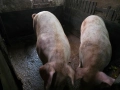 Продавам големи угоени прасета за коледа, снимка 7