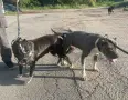 Pitbul-Питбул-Pitbul, снимка 13