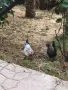 Декоративни петли пет броя млади., снимка 1