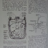 Black's medical dictionary, снимка 5 - Специализирана литература - 29883762