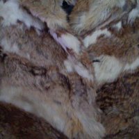 Кожено палто от заешки  кожи, снимка 6 - Палта, манта - 31057408
