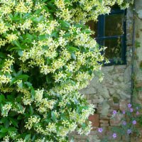 Жасмин(Жълт Ароматен), снимка 5 - Градински цветя и растения - 40500342