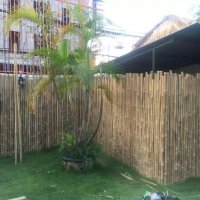 Висококачествени Семена бамбук Moso Bambo градински сертифицирани декоративни растения за дома и дво, снимка 14 - Градински цветя и растения - 38062874