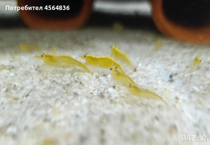 скариди yellow , снимка 1