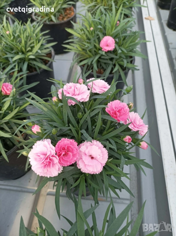 Светлорозов силно ароматен карамфил, снимка 1