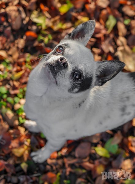 Чихуахуа чистопороден мъжкар за разплод, снимка 1