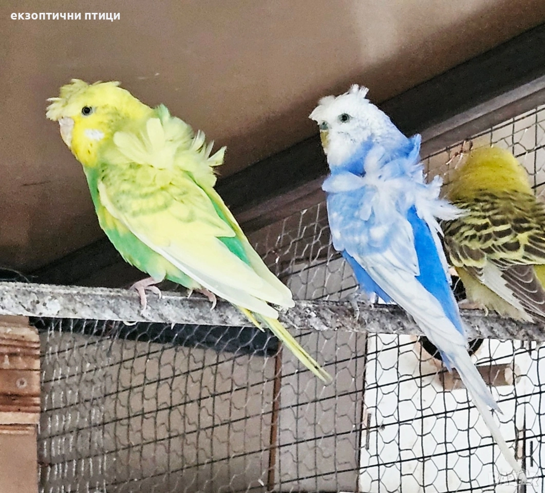 Двойка Хеликоптери , снимка 1