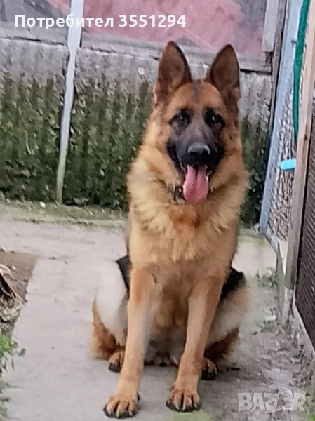 Женска немска овчарка , снимка 1