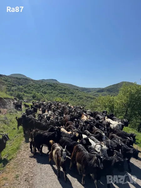 Продавам стадо кози, снимка 1