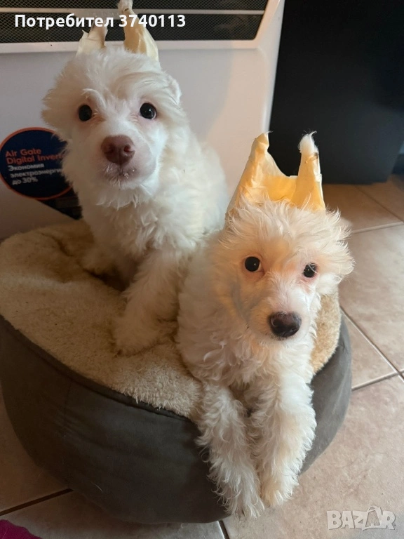 Китайско качулато куче (голо), снимка 1