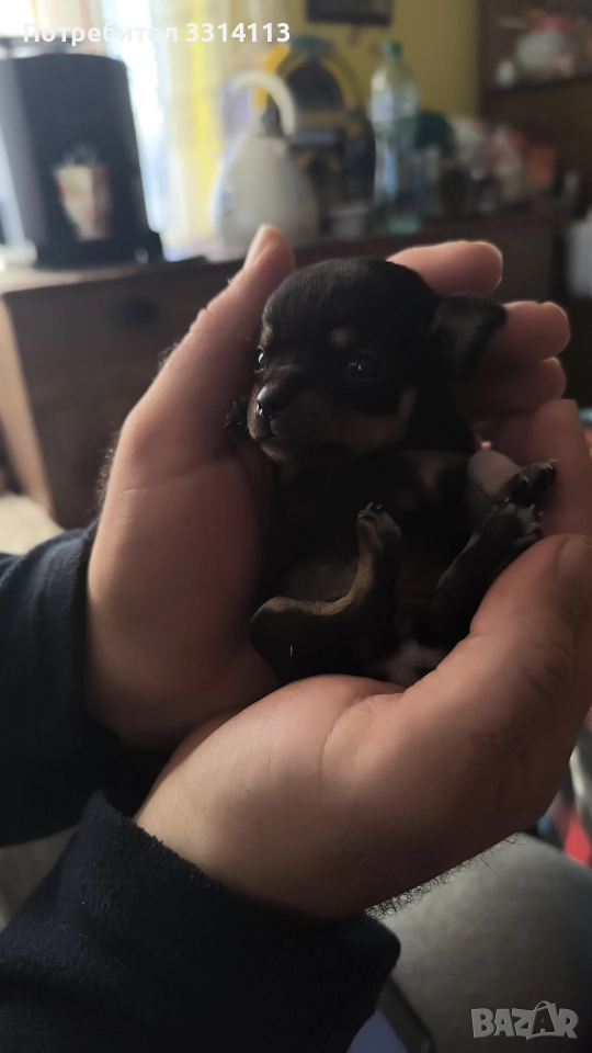 сърнист чихуа-пинчер , снимка 1