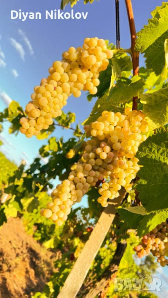 Продава се Грозде:Мускат отонел,Юниблан,Ркацител,Димят, снимка 1