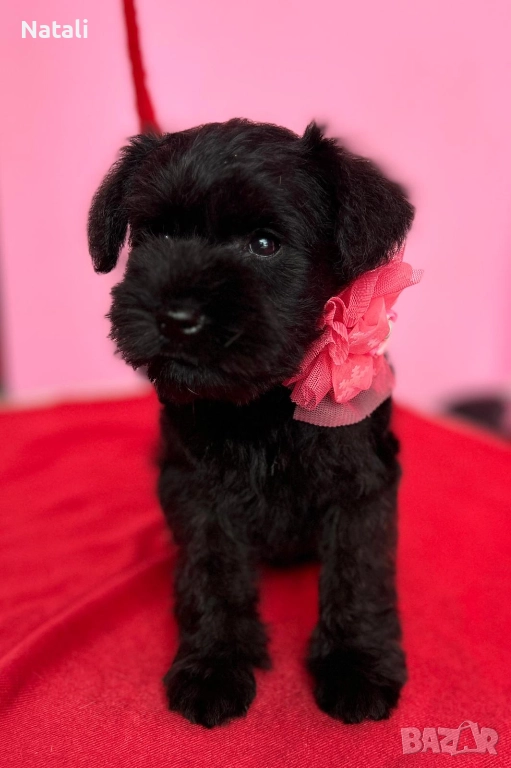 🐶 Малки съкровища търсят своя дом 🐾, снимка 1