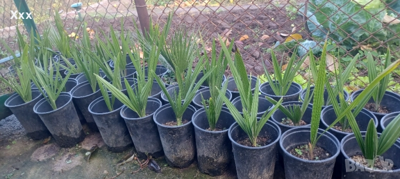 Палма -Трахикарпус-студоустойчива, снимка 1