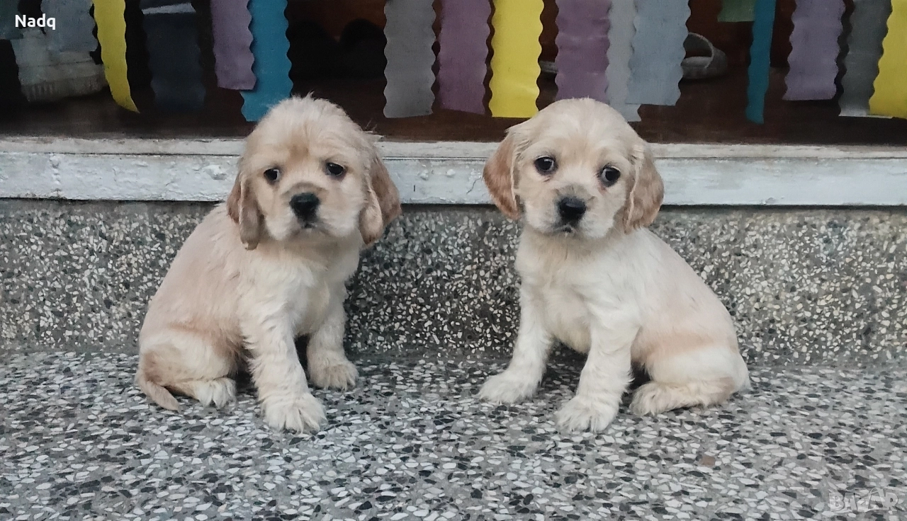 Кокер шпаньол , снимка 1