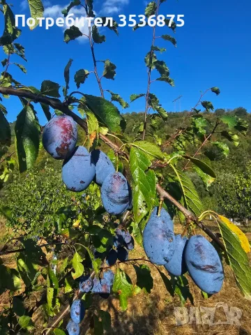 🍑☀️ НАТУРАЛНИ СУШЕНИ НА СЛЪНЦЕ СИНИ СЛИВИ ОТ ЕЛЕНСКИЯ БАЛКАН ☀️🍑, снимка 10 - Домашни продукти - 56139374