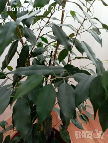 Бенджамин , снимка 3 - Стайни растения - 40442336