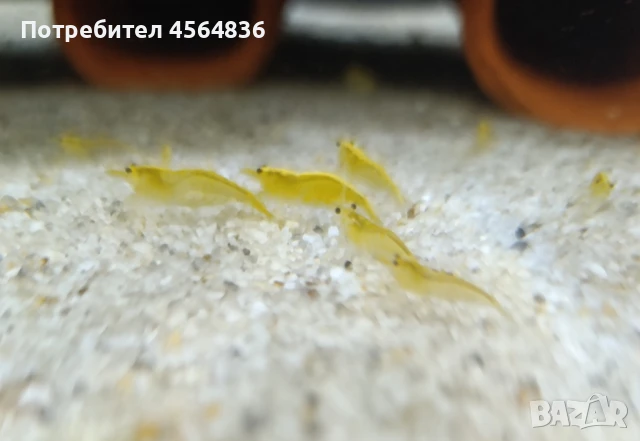 скариди yellow , снимка 1