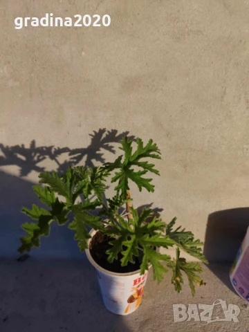 Индрише Обикновенно 7,50 и Индрише Шарено против комари за 12лв, снимка 4 - Разсади - 47146110