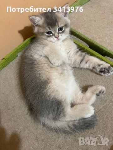 Британско мъжко коте, снимка 4 - Британска късокосместа - 52817582