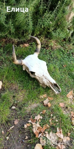 Кукерски маски черепи , снимка 8 - Други - 52209248