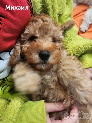 Чистокръвен Пудел, снимка 2 - Пудели - 52790746