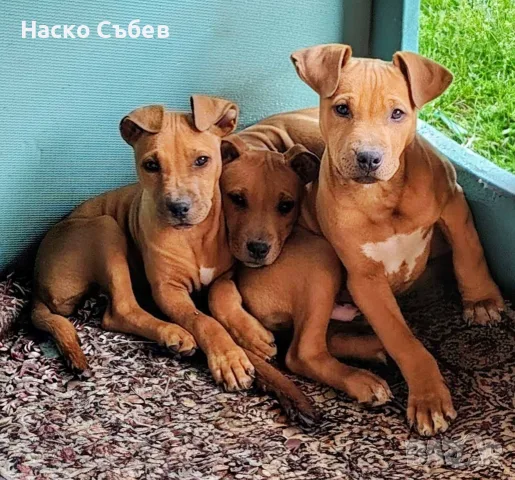 Американски битбул , снимка 3 - Питбул - 56398357