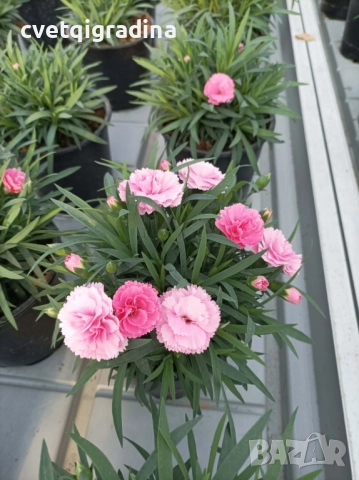 Светлорозов силно ароматен карамфил