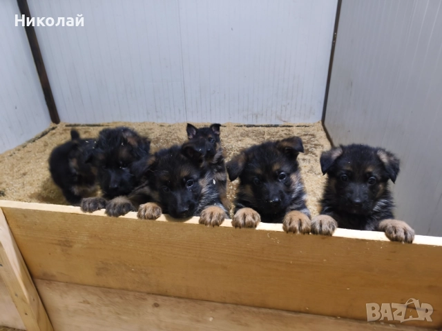 Малки немски овчарки, снимка 8 - Немска овчарка - 51923790