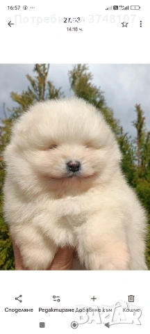 Померан/Померани , снимка 16 - Померан - 53999282