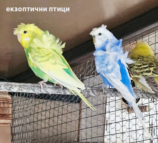 Двойка Хеликоптери 