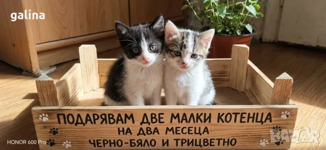 котенца малки коте