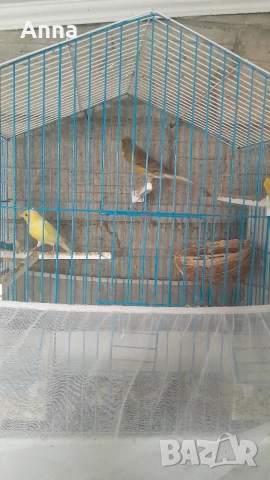 продавам канари таэи годишни , снимка 2 - Канари - 52834231