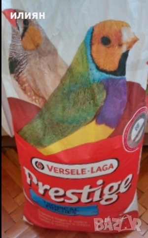 Чифт Среброклюни,Японски амадини, снимка 4 - Амадини - 54265448