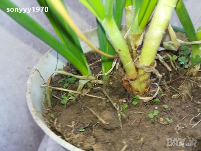 ЛУК ЗАСАДЕН В САКСИЯ 1602241334, снимка 14 - Градински цветя и растения - 44322662