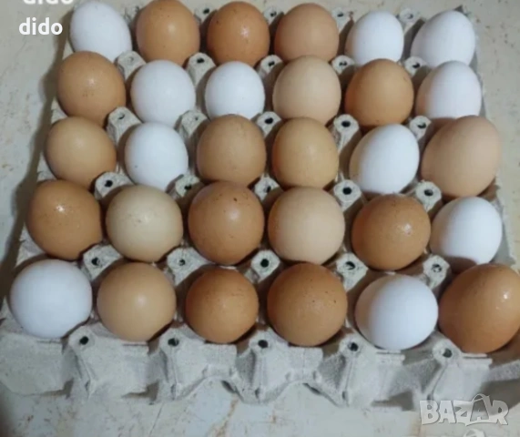 Продават се кокошки носачки , снимка 3 - Кокошки и пуйки - 54155347