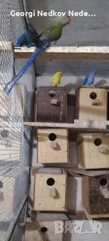 Продавам малки александри , снимка 14 - Папагали - 52697084