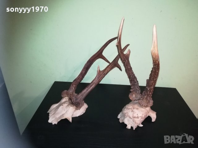 рога-2 чифта-внос швеция 2310201843, снимка 6 - Колекции - 30531821