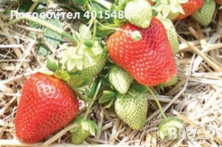 Prodavam korencheta celogodishni qgodi 2 sorta Selva i Ostara, снимка 8 - Разсади - 44673206