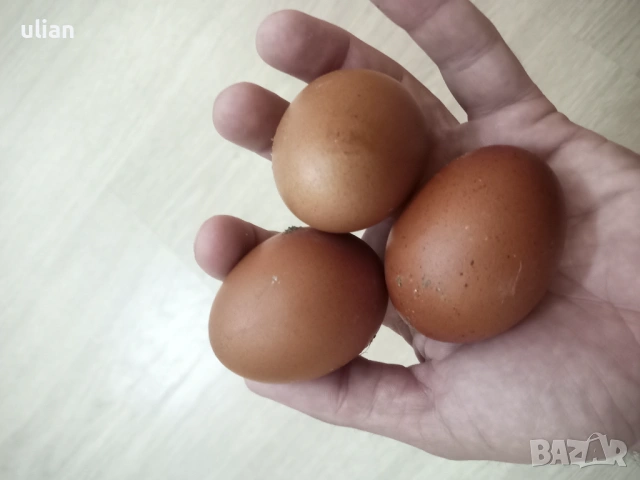 Яйца за люпене от черен мед маран, снимка 3 - Кокошки и пуйки - 54322715