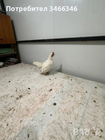 Продавам декоративни кокошки, снимка 5 - Кокошки и пуйки - 52585183