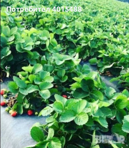 Prodavam korencheta celogodishni qgodi 2 sorta Murano i Malga , снимка 7 - Разсади - 44673196