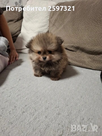 Померан, снимка 3 - Померан - 54015903