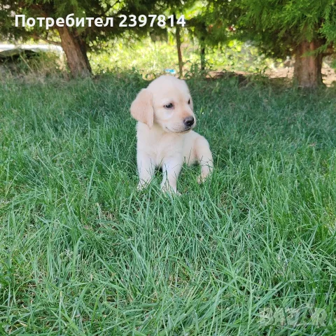 Лабрадор ретривър , снимка 10 - Лабрадор ретривър - 55743243