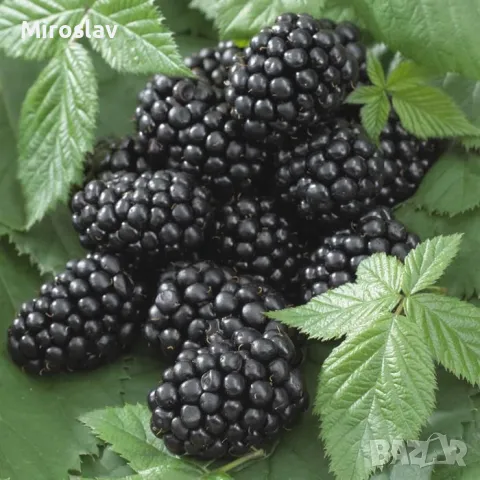 Къпина Черен сатен-(без бодли), снимка 7 - Градински цветя и растения - 49506499