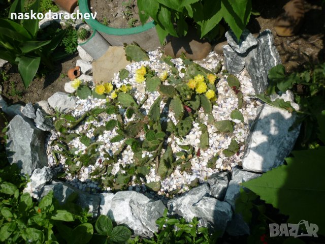 Студоустойчиви кактуси Опунция (Бодлива круша) подходящи за Вашата красива градина, снимка 17 - Градински цветя и растения - 29201767