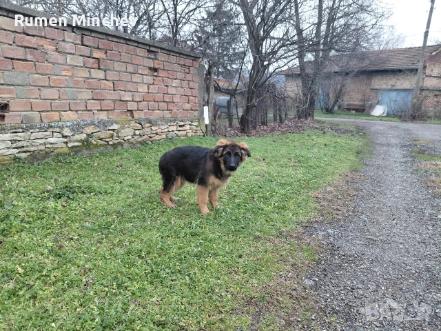 Немски Овчарки, снимка 3 - Немска овчарка - 53280678