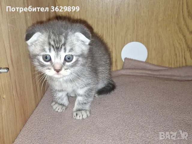 правоухи и клепоухи шотландски котета, снимка 7 - Други - 56275721